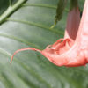 Ann Sessions Angel Trumpet Plant (brugmansia)