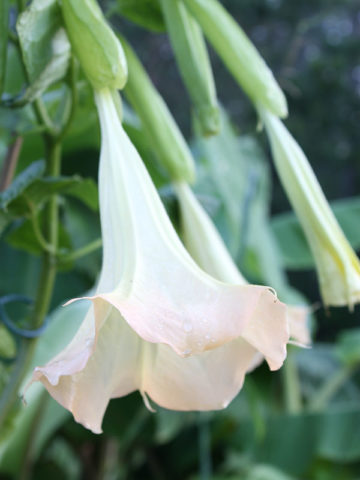 Ember Glow Angel Trumpet Plant (brugmansia)