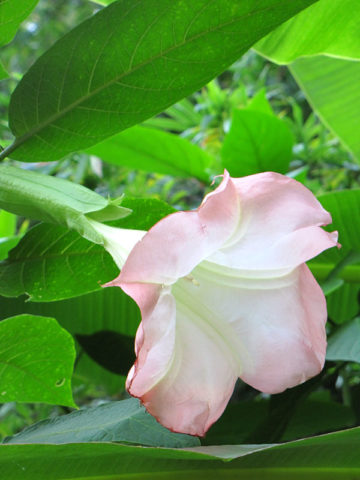 Alternative view of Jean Pasco Angel Trumpet Plant (brugmansia)