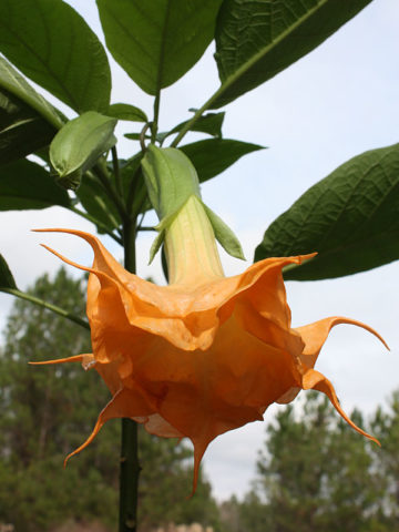 Alternative view of Langenbuscher Garten Angel Trumpet Plant (brugmansia)