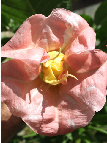 Alternative view of Pink Perfection Angel Trumpet Plant (brugmansia)