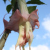 Pink Perfection Angel Trumpet Plant (brugmansia)