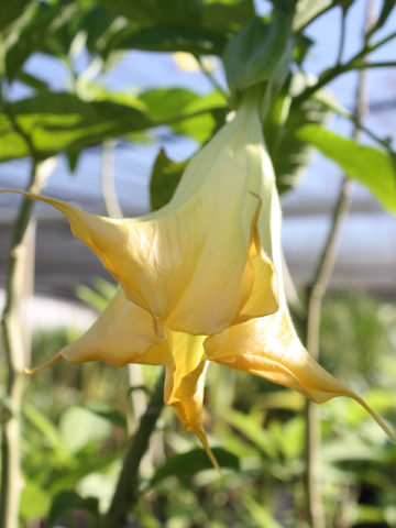 Alternative view of Solid Gold Angel Trumpet Plant (brugmansia)