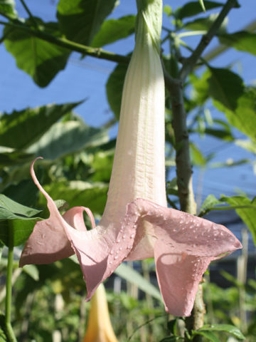 Alternative view of Versicolor Ecuador Pink Angel Trumpet Plant (brugmansia)