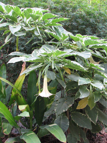 Alternative view of Versicolor Variegata Angel Trumpet Plant (brugmansia)