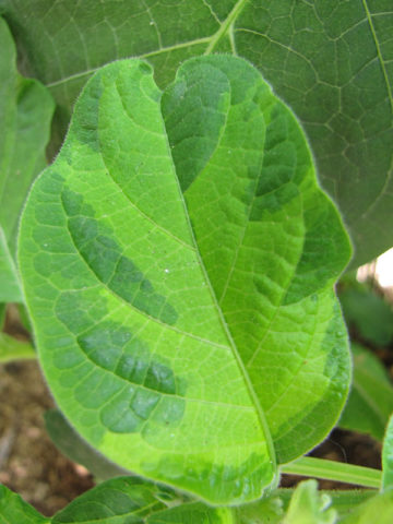 Alternative view of Viridi Vittata Lime Angel Trumpet Plant (brugmansia)
