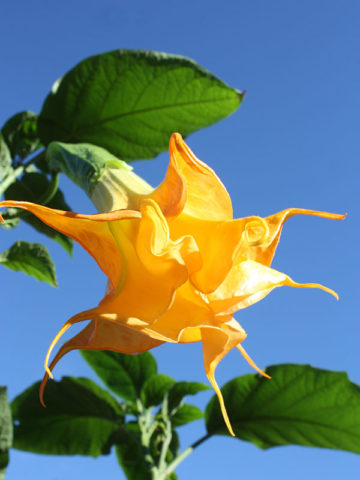 Alternative view of Wuppergold Angel Trumpet Plant (brugmansia)