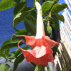 New Double Pink Angel Trumpet Plant (brugmansia)