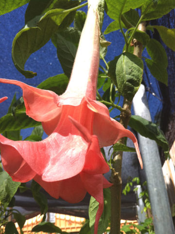 Alternative view of New Double Pink Angel Trumpet Plant (brugmansia)