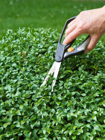 Alternative view of Japanese Boxwood Hedge Bush (buxus microphylla)