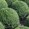 Japanese Boxwood Hedge Bush (buxus microphylla)
