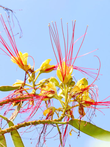 Alternative view of Cold Hardy Barbados Bird of Paradise (caesalpinia gilliesii)