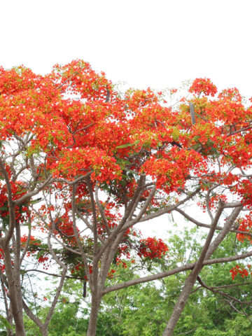 Alternative view of Dwarf Peacock Poinciana (caesalpinia pulcherrima)