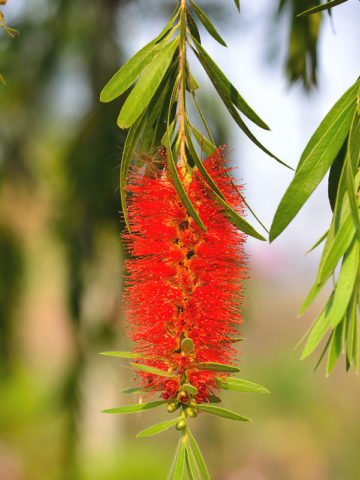 Alternative view of Crimson Bottlebrush Tree (callistemon citrinus)