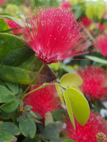 Alternative view of Dwarf Powderpuff Bush (calliandra haematocephala)