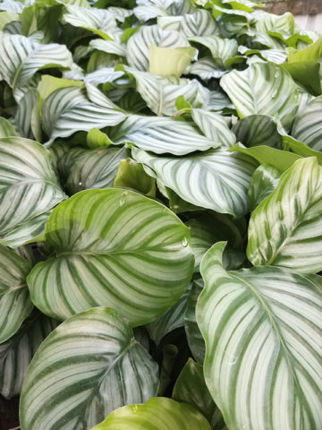 Calathea Orbifolia #CAL-ORB