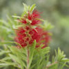 Dwarf Weeping Bottlebrush (callistemon subulatus)