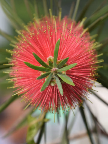 Alternative view of Dwarf Weeping Bottlebrush (callistemon subulatus)