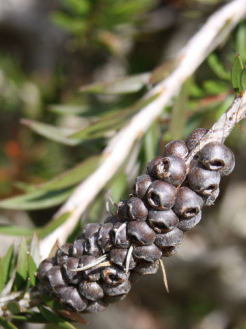 Alternative view of Tasmanian Green Bottlebrush (callistemon viridiflorus)