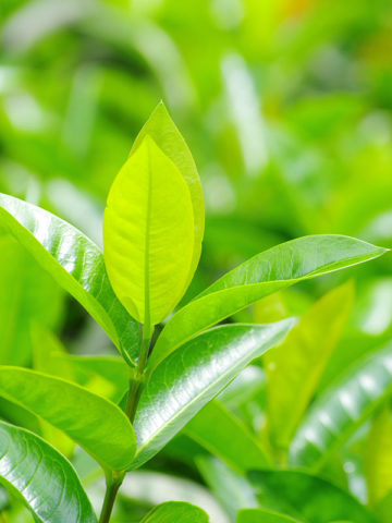 Alternative view of 2 Green Tea Bush High Yield Plants (camellia sinensis)