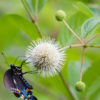 White Buttonbush (cephalanthus occidentalis)