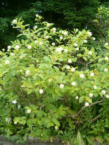 Alternative view of White Buttonbush (cephalanthus occidentalis)