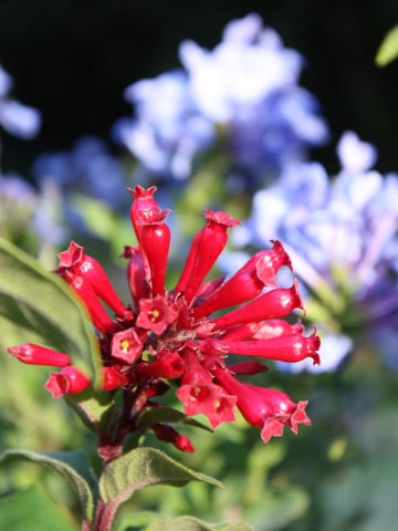 Alternative view of Red Bastard Jasmine Plant (cestrum newellii)