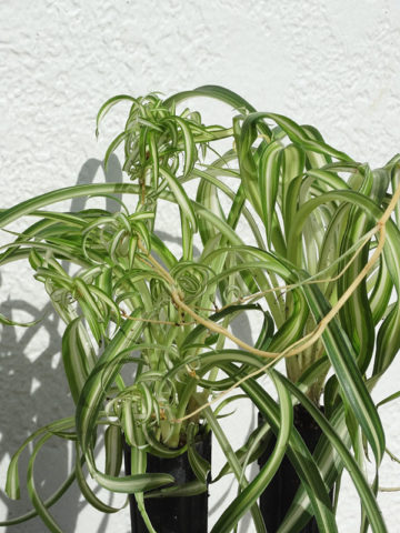 Alternative view of Curly Cue Spider Plant (chlorophytum comosum)