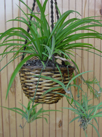 Alternative view of Heirloom Green Spider Starter Plant (chlorophytum comosum)