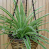 Silver Edge Spider Starter Plant (chlorophytum variegatum)