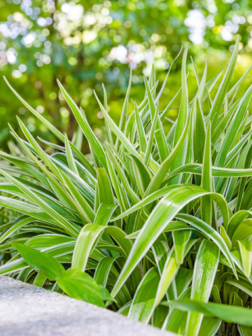 Alternative view of Silver Edge Spider Starter Plant (chlorophytum variegatum)