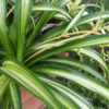 Tricolor Spider Starter Plant (chlorophytum vittatum)
