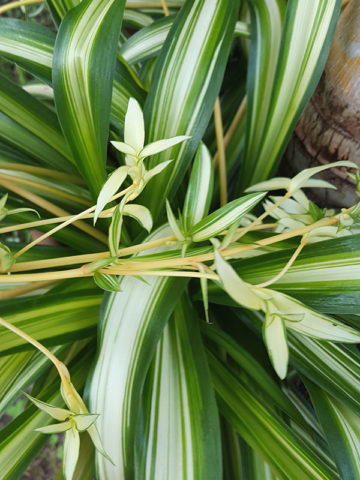 Alternative view of Tricolor Spider Starter Plant (chlorophytum vittatum)