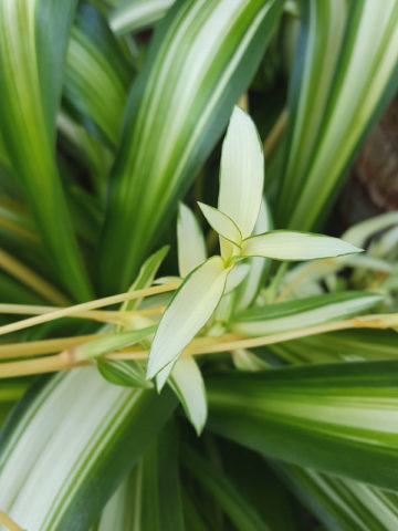 Alternative view of 4 Plant, Spider Plant Mix (chlorophytum comosum)
