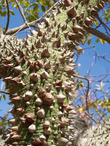 Alternative view of Pink Silk Floss Tree (chorisia speciosa)