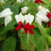 Bleeding Heart Vine (clerodendrum thomsonae)