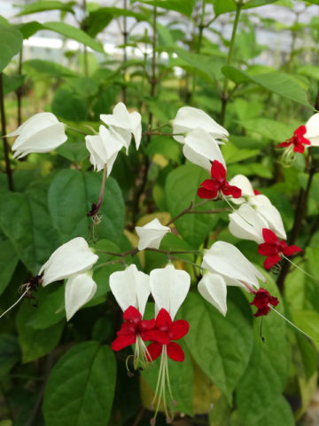 Alternative view of Bleeding Heart Vine (clerodendrum thomsonae)
