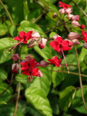 Alternative view of Violet Queen Bleeding Heart Vine (clerodendrum delectum)