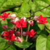 Violet Queen Bleeding Heart Vine (clerodendrum delectum)