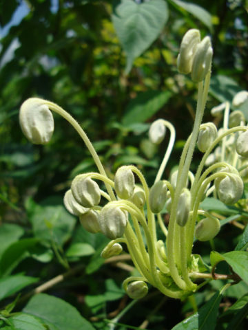 Alternative view of Musical Note Plant (clerodendrum macrosiphon)
