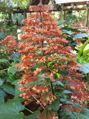 Alternative view of Pagoda Jade Plant (clerodendrum paniculatum)