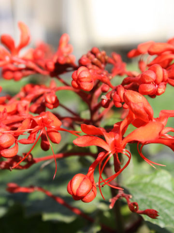 Alternative view of Giant Grand Pagoda Plant (clerodendrum speciosissimum)