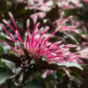 Purple Leaf Shooting Star Plant (clerodendrum quadriloculare)