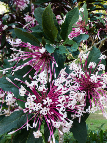 Alternative view of Purple Leaf Shooting Star Plant (clerodendrum quadriloculare)