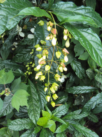 Alternative view of Aromatic Bridal Veil Plant (clerodendrum wallichii)