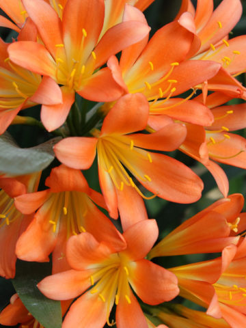 Alternative view of Giant Orange Clivia (clivia robusta)