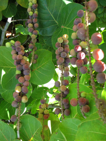 Alternative view of Sea Grape Tree (coccoloba uvifera)