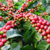Kona Coffee Bush (coffea arabica)