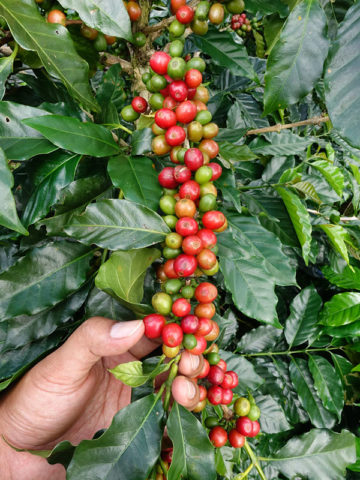 Alternative view of Kona Coffee Bush (coffea arabica)