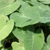Lg. Thailand Giant Strain Elephant Ear (colocasia gigantea)